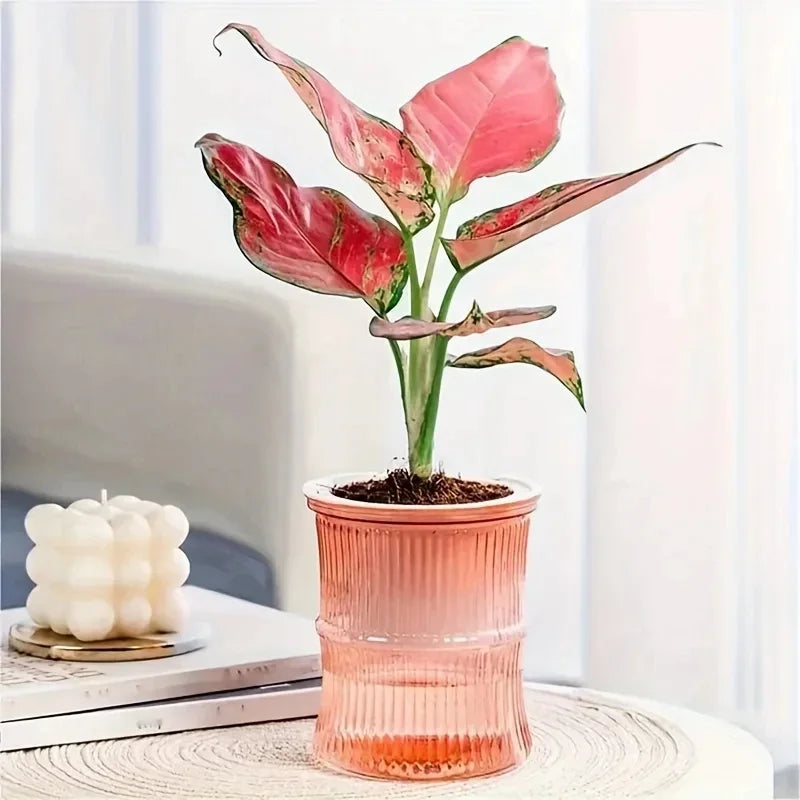 Self-Watering Planter Insert, Transparent Double-Layer Plastic Flower Pot, Water Storage, 12 × 10.5 cm, 5 Colors - product view 3