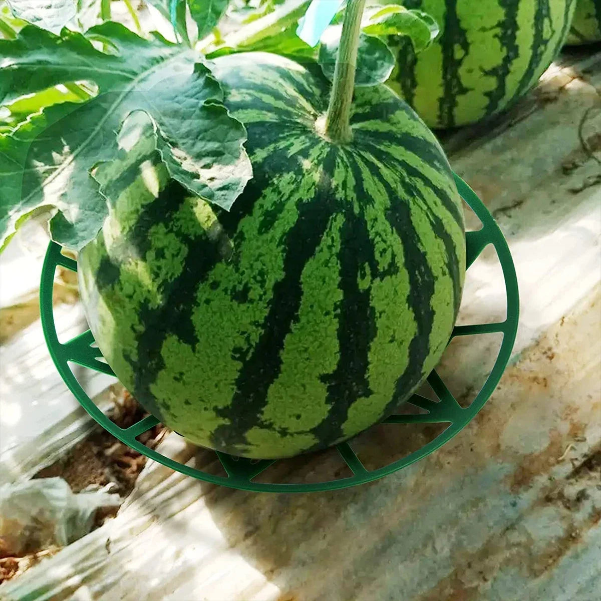 Garden Plant Stand Fruit Support Tray, Star Cutout Design, Raised Plastic Holder for Watermelon, Squash and Melons - product view 4
