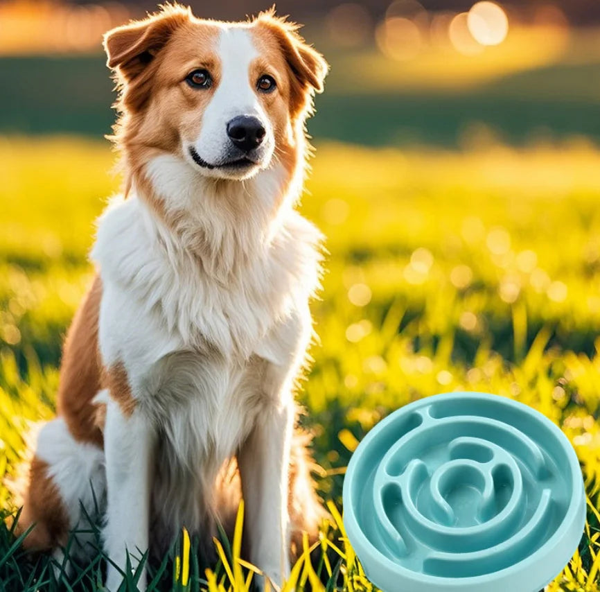 dog bowl - product view 3