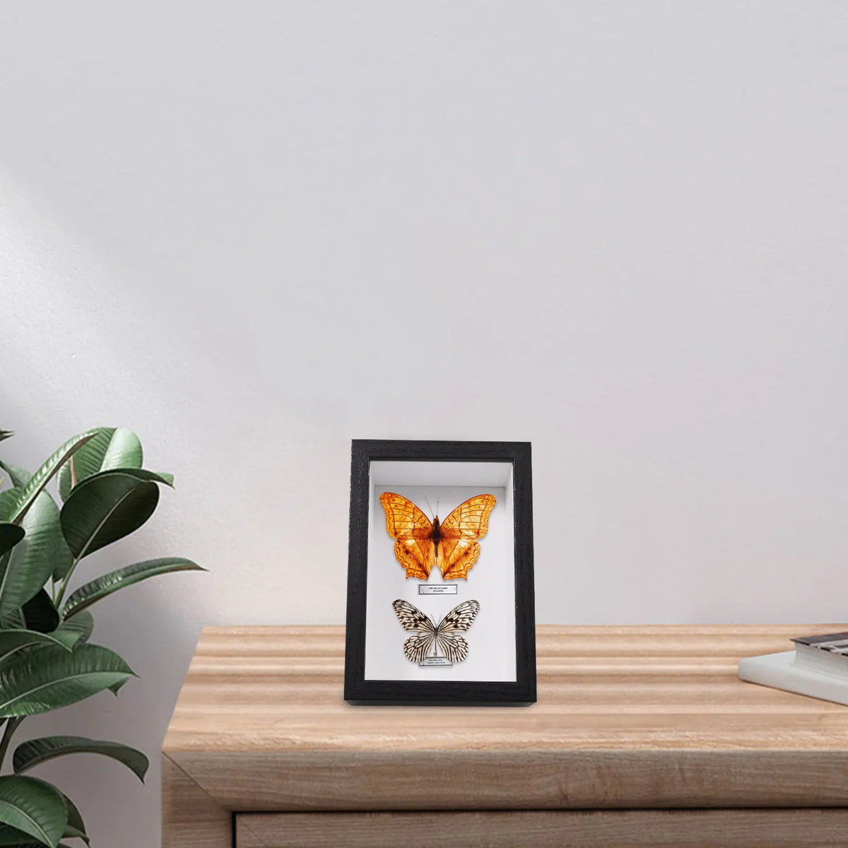 Black Wooden Shadow Box Frame, Glass-Front Specimen Display Case, 16.6 × 11.6 × 6.5 cm for Photos and Keepsakes - product view 5